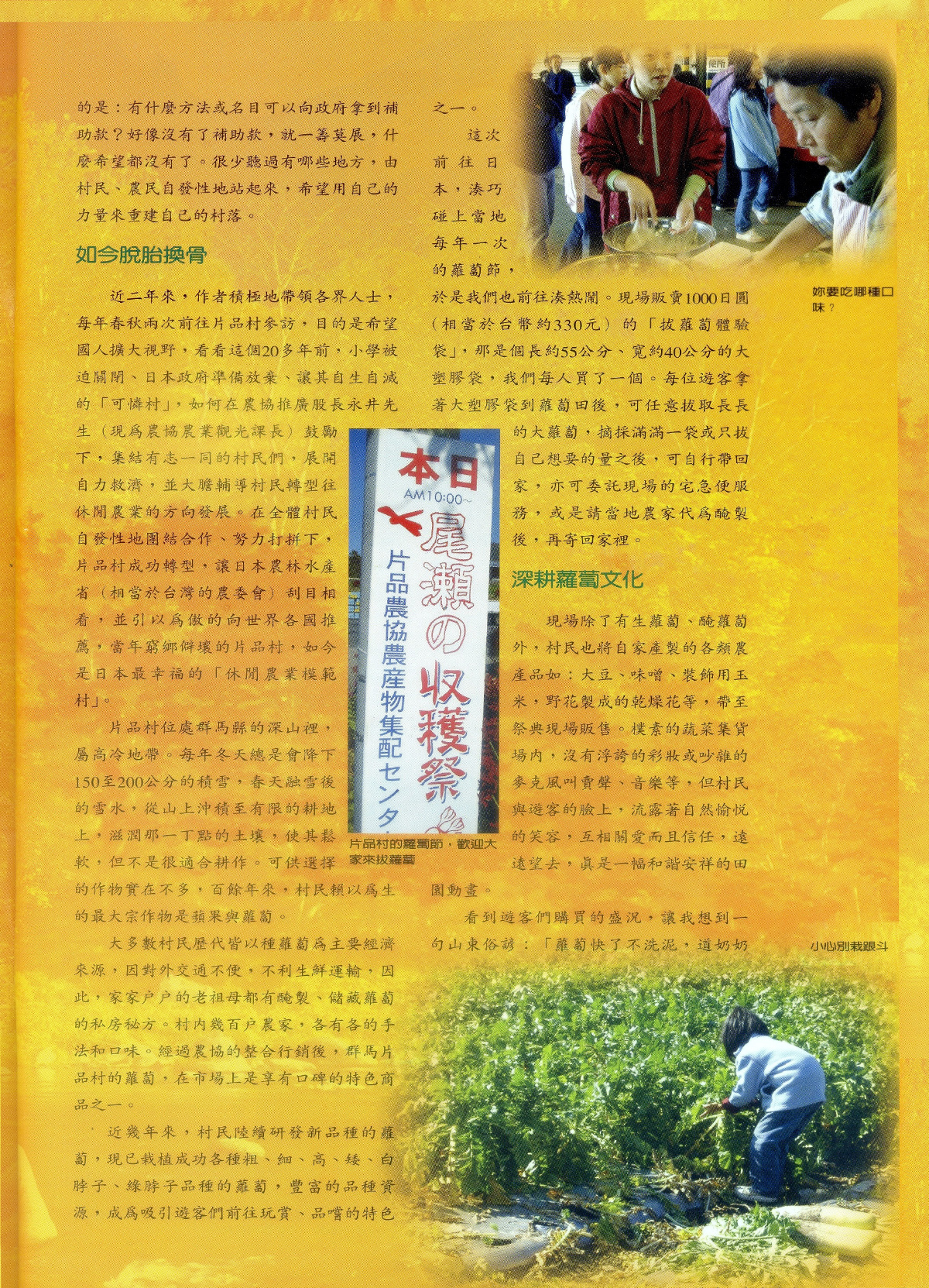 片品村的蘿蔔節 - 陳燕銀